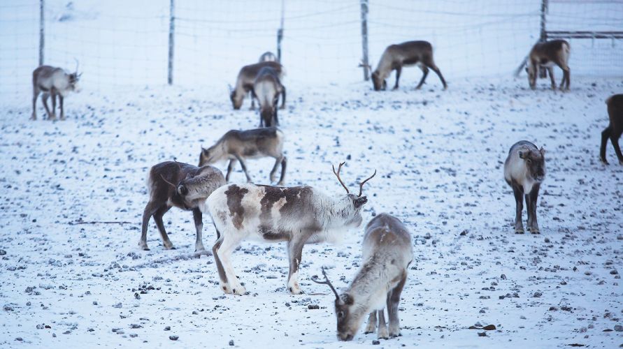 Klimaet tvinger den svenske natur i knæ