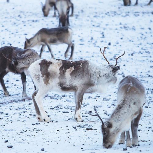 Klimaet tvinger den svenske natur i knæ