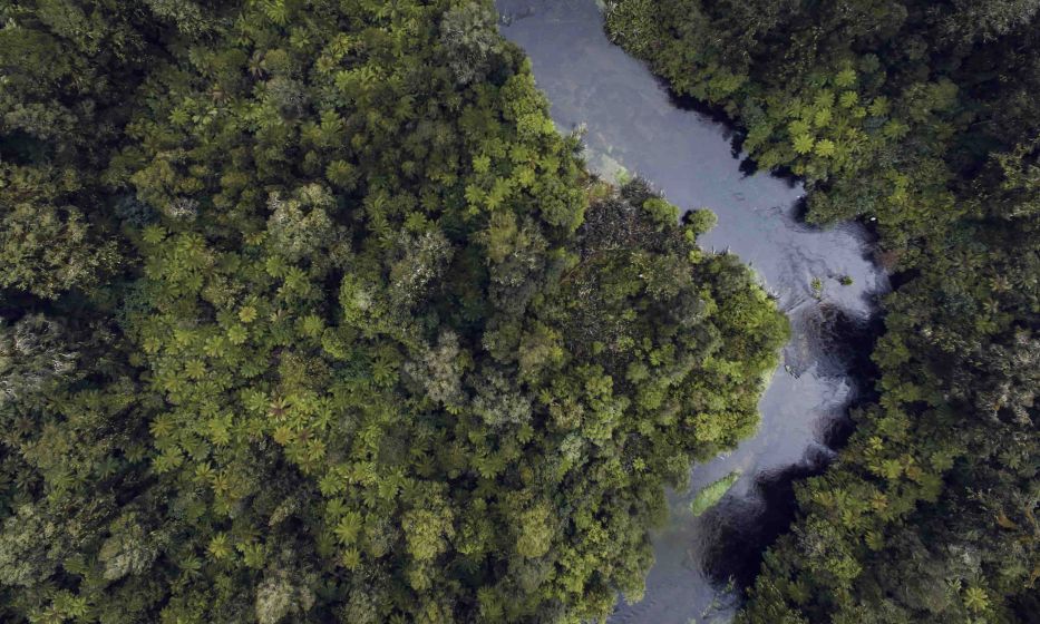 River running through forrest