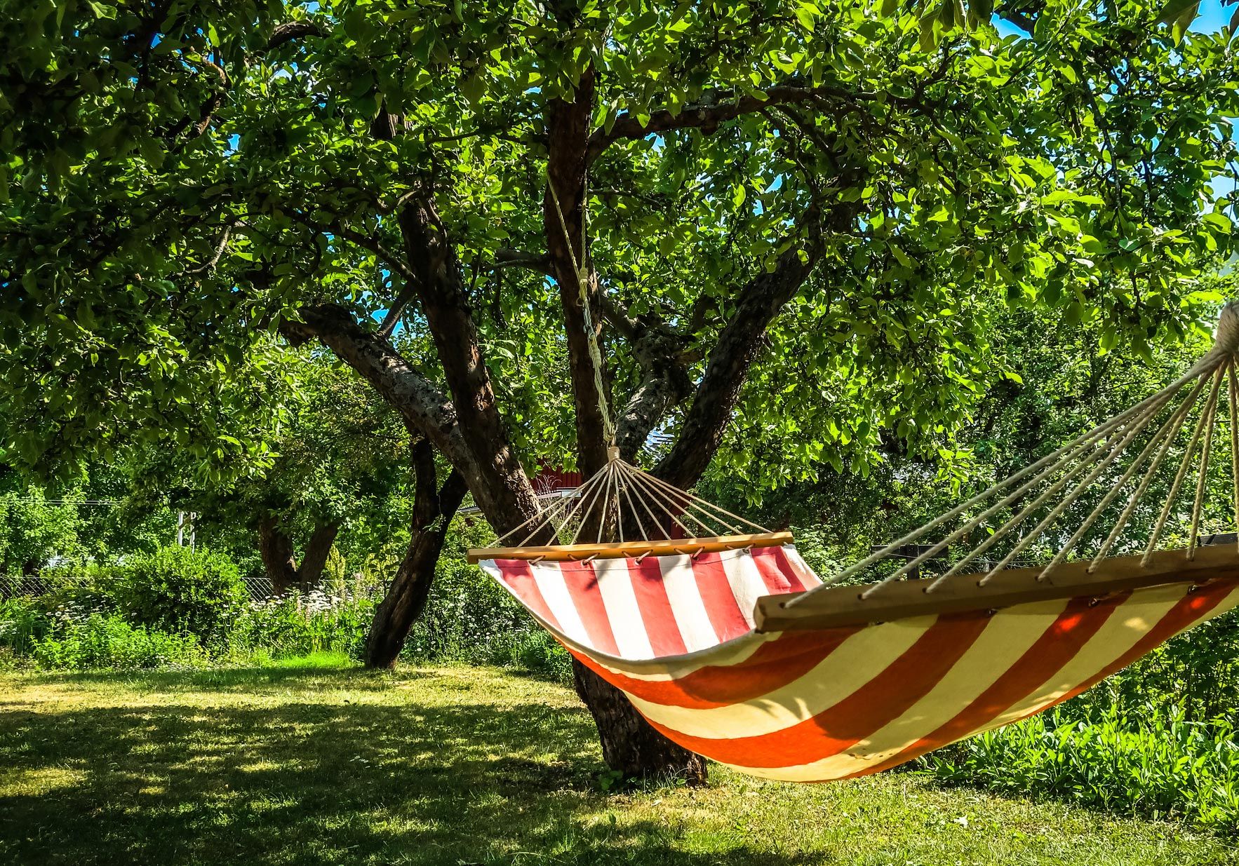 Summer Hammock