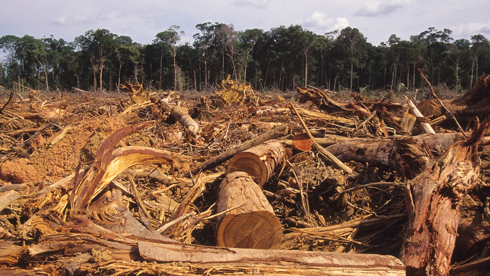 Deforestation in Brazil