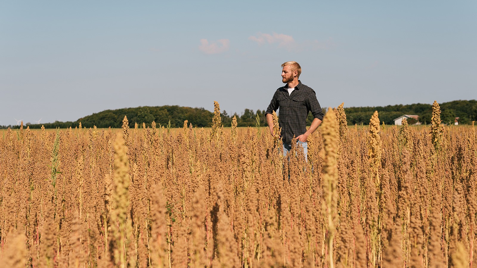 Hero quinoa